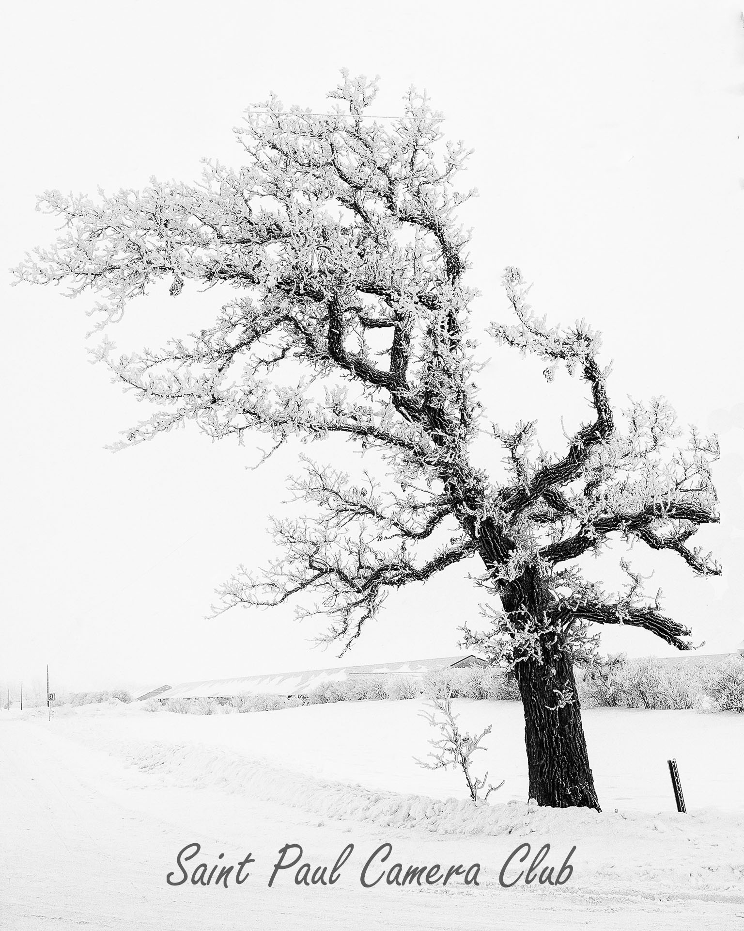 “Lone Oak in Winter” by Ronnie Hartman (October Monochrome Print Salon)