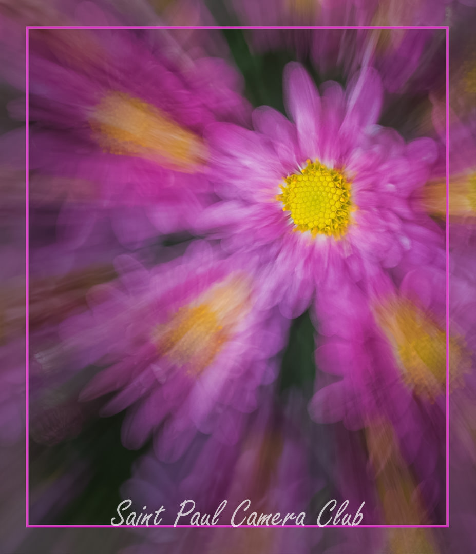 “Lavender Mum ICM” by Peggy Boike (October Digital Open Salon)