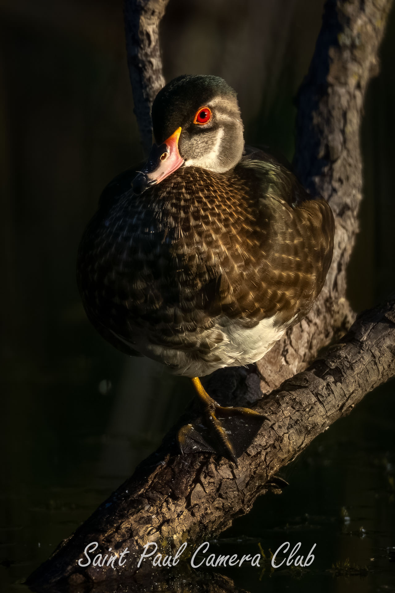 “Wood Duck Eclipse Plummage” by Ken Epstein (October Color Print Salon)