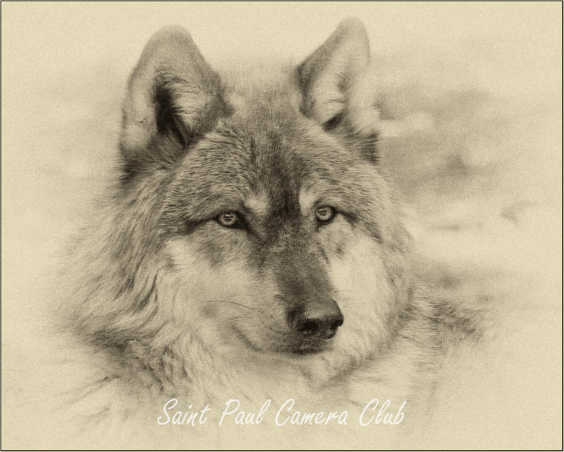 Monochrome image of a wolf.