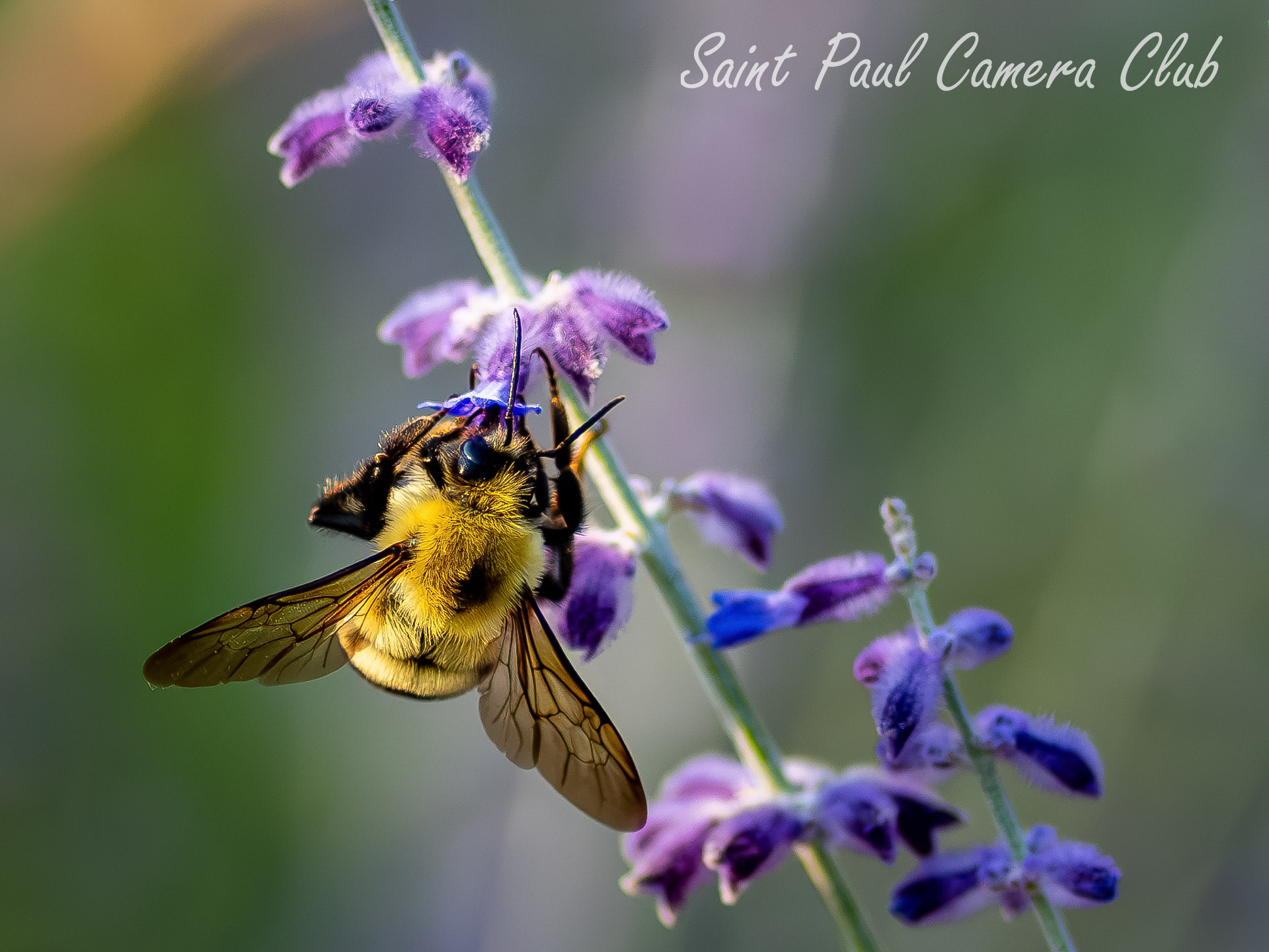 Bee on Perovskia by Carmen Au (March Open Digital Salon)