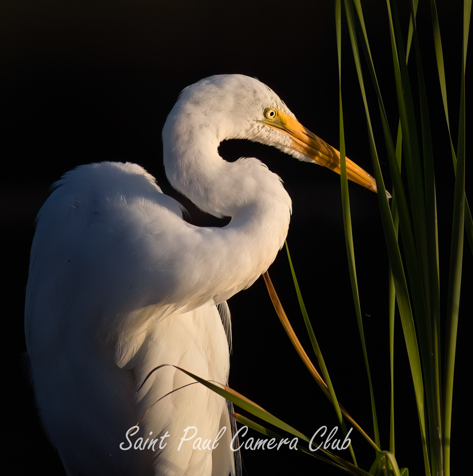 Egret in morning light.