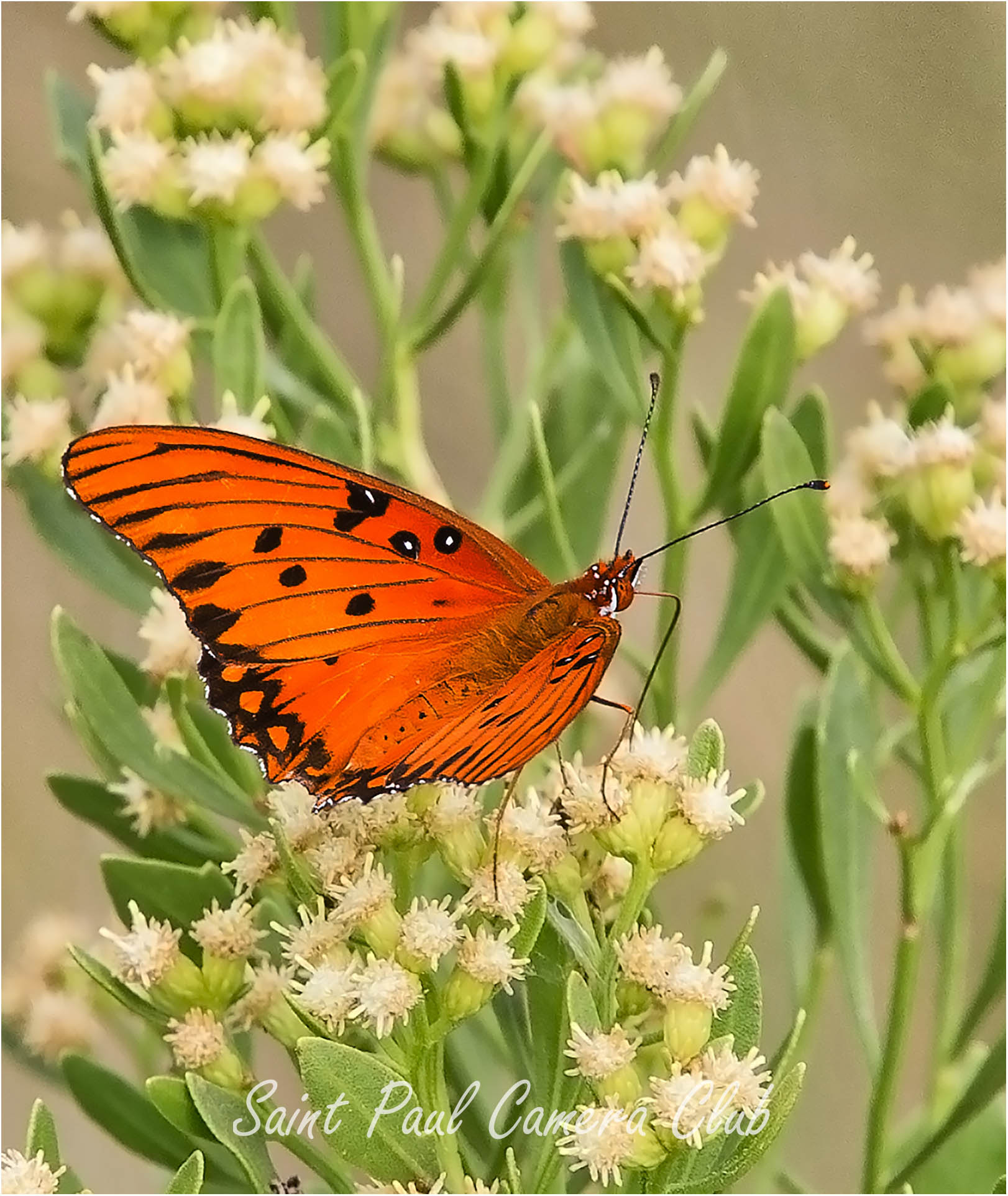 A butterfly on a plant with small flowers.