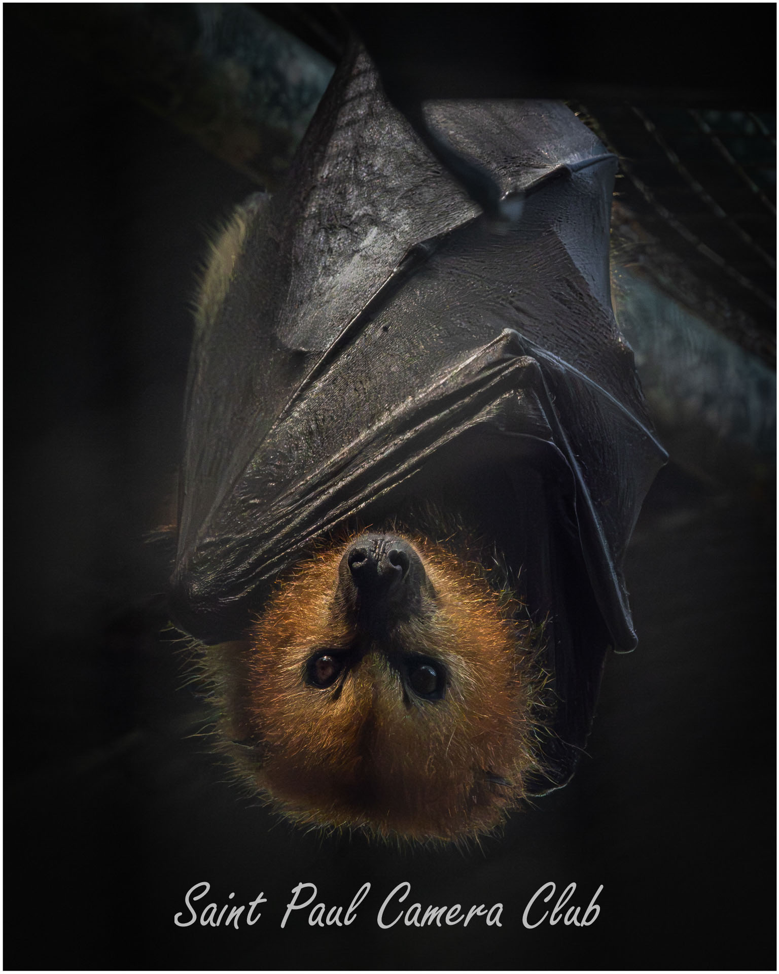 A fruit bat.