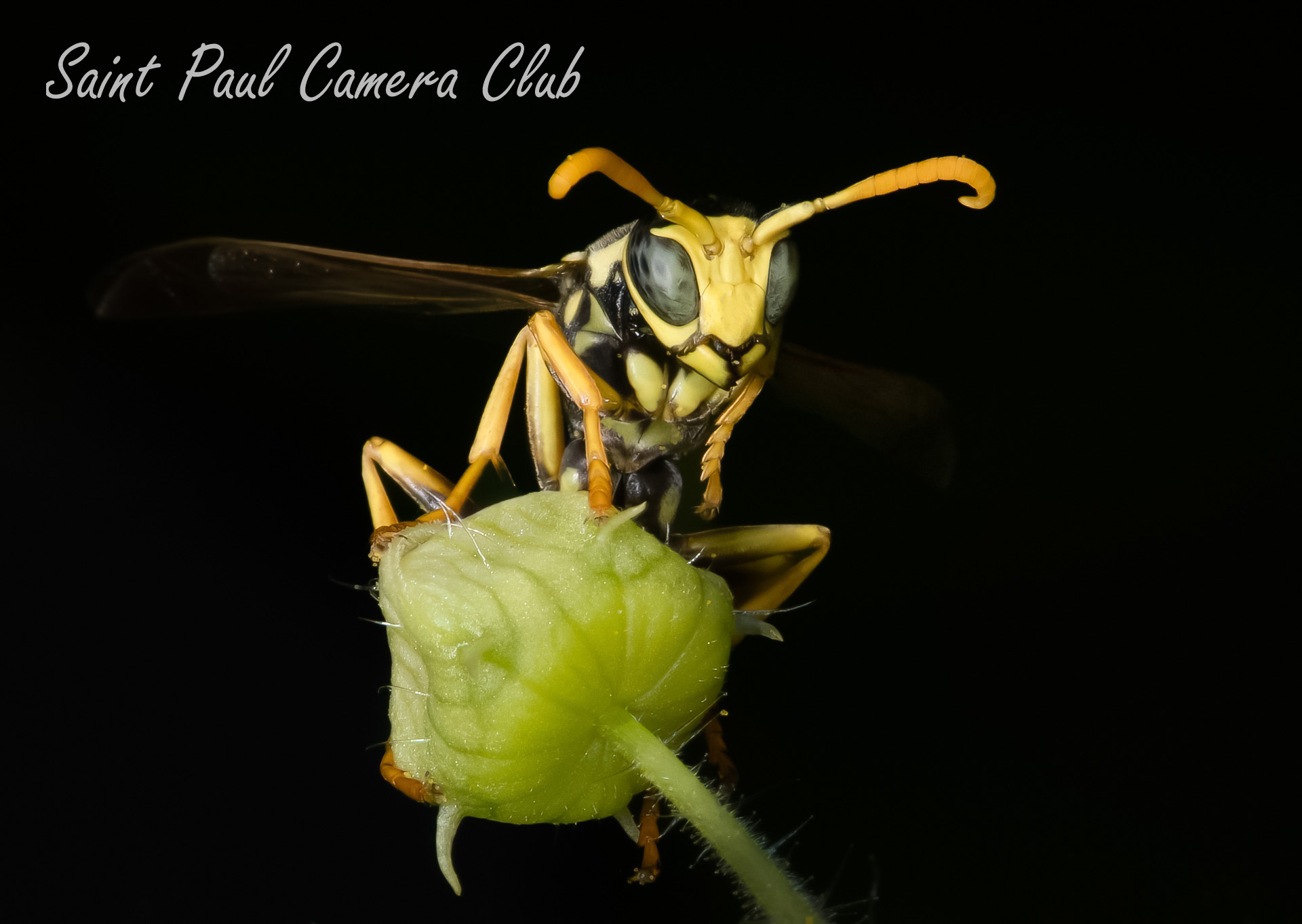 Paper Wasp by Ken Epstein (March Open Digital Salon)