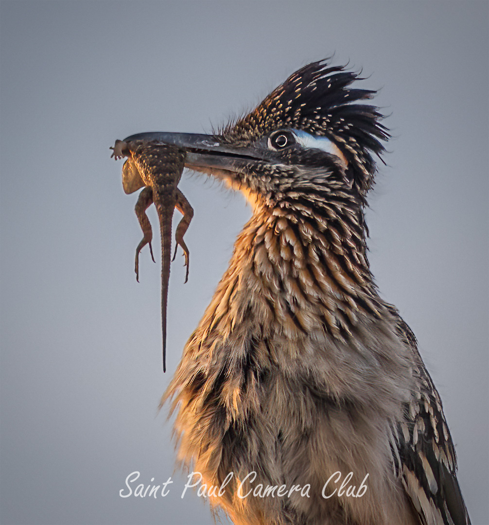Portrait of a Roadrunner with a lizard.