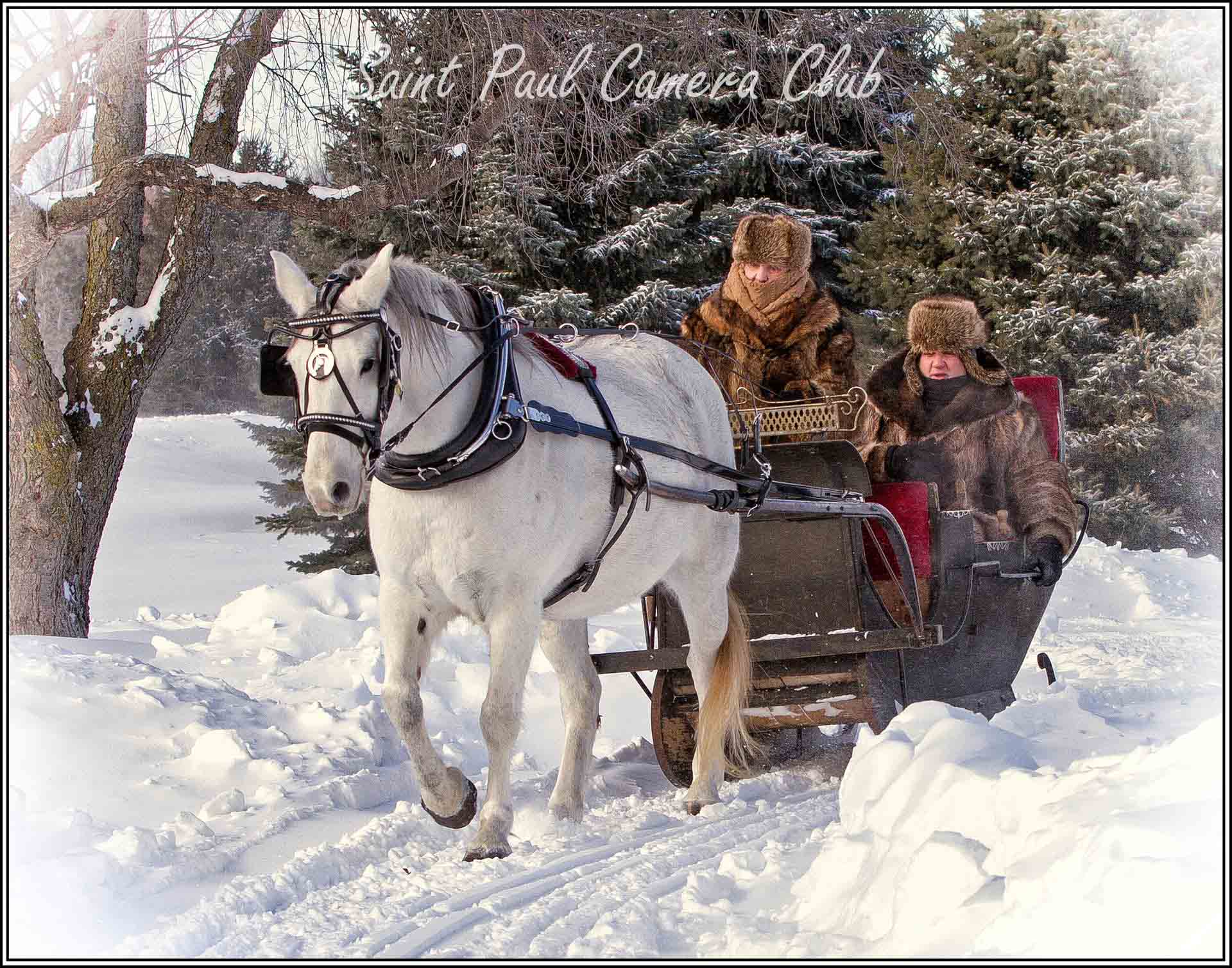 A white horse pulling a sleigh with snow and pine trees.