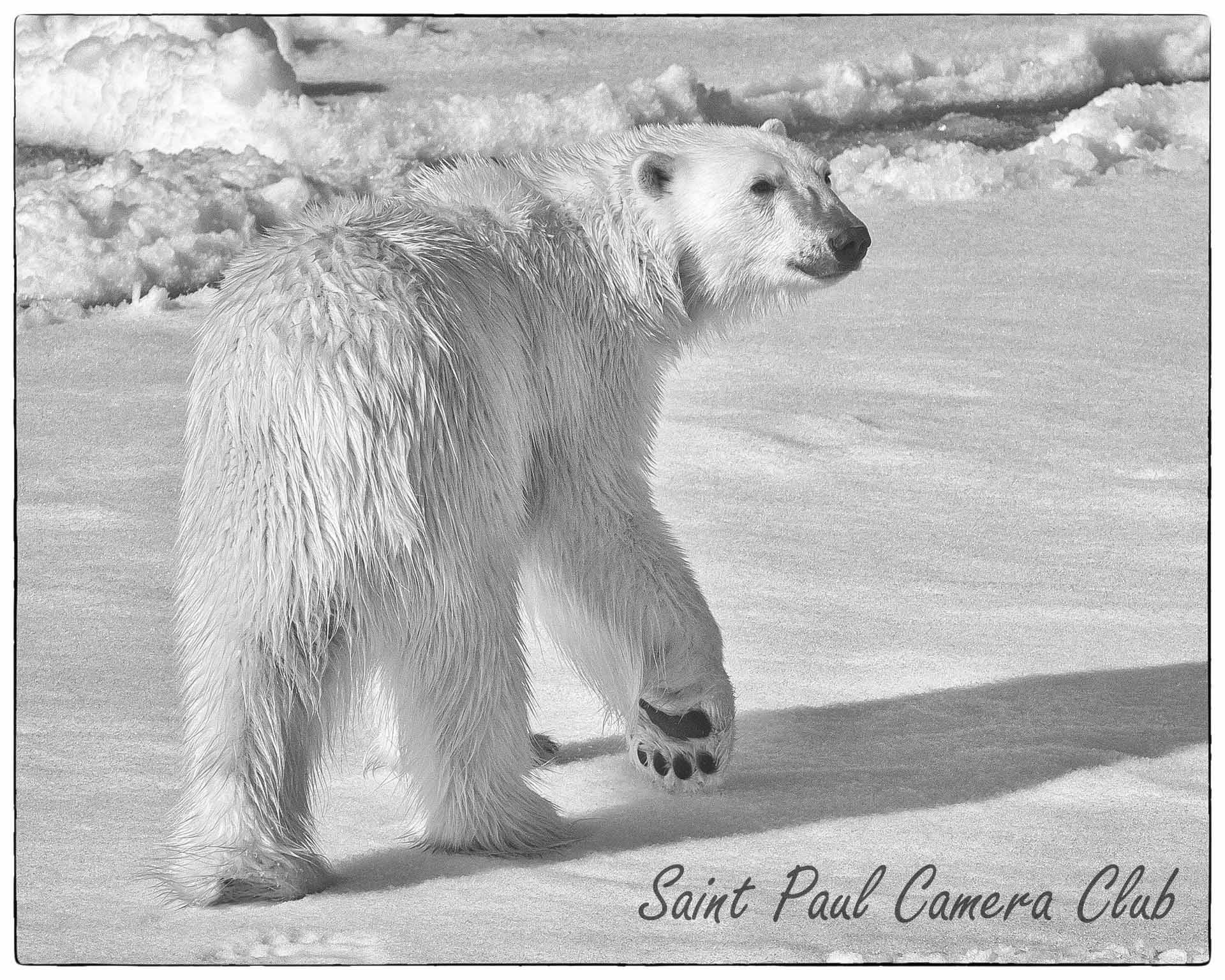 The Real Bigfoot by Ronnie Hartman (March Monochrome Print Salon)