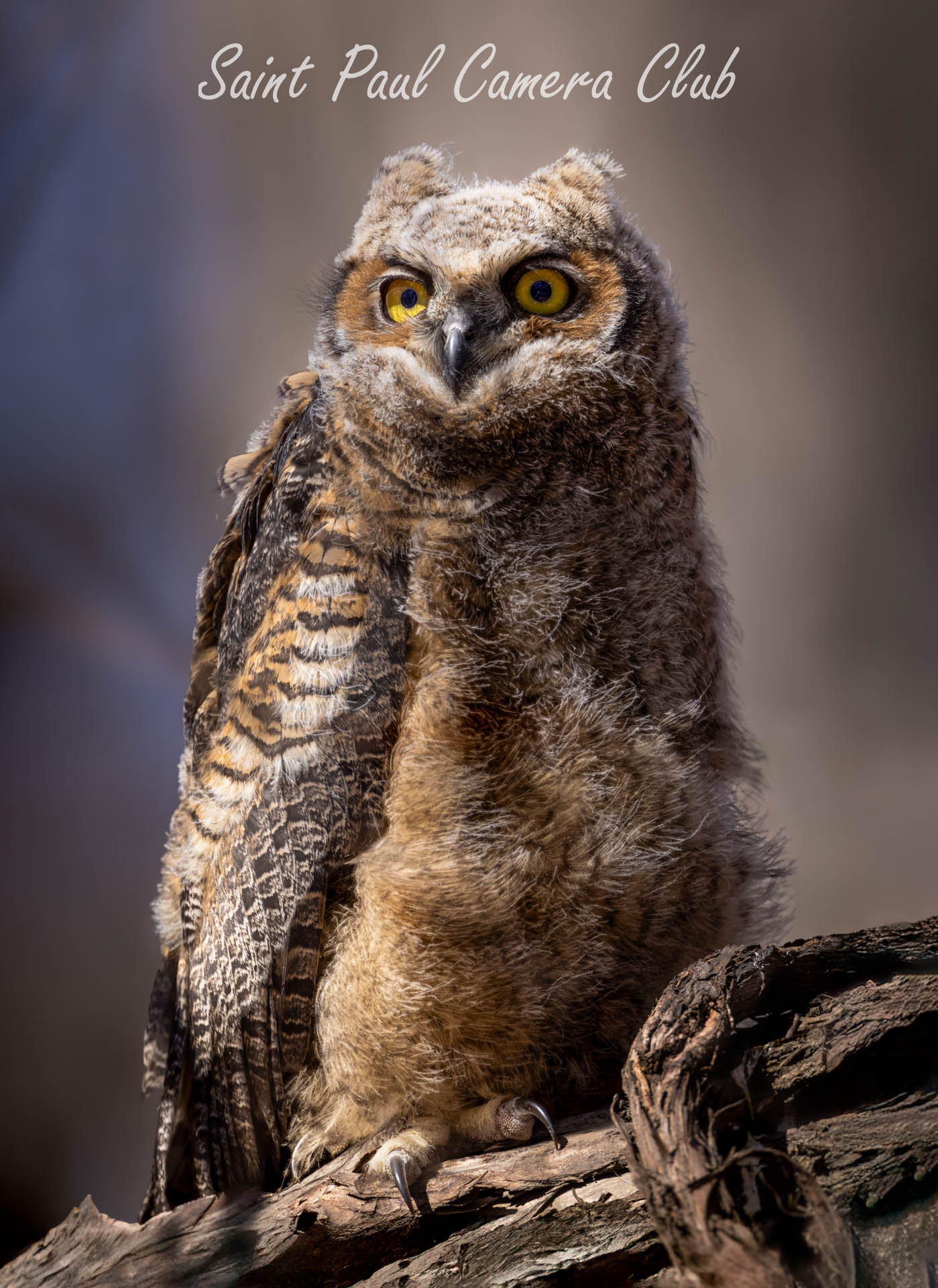 Between Nest and Sky-Ken Epstein