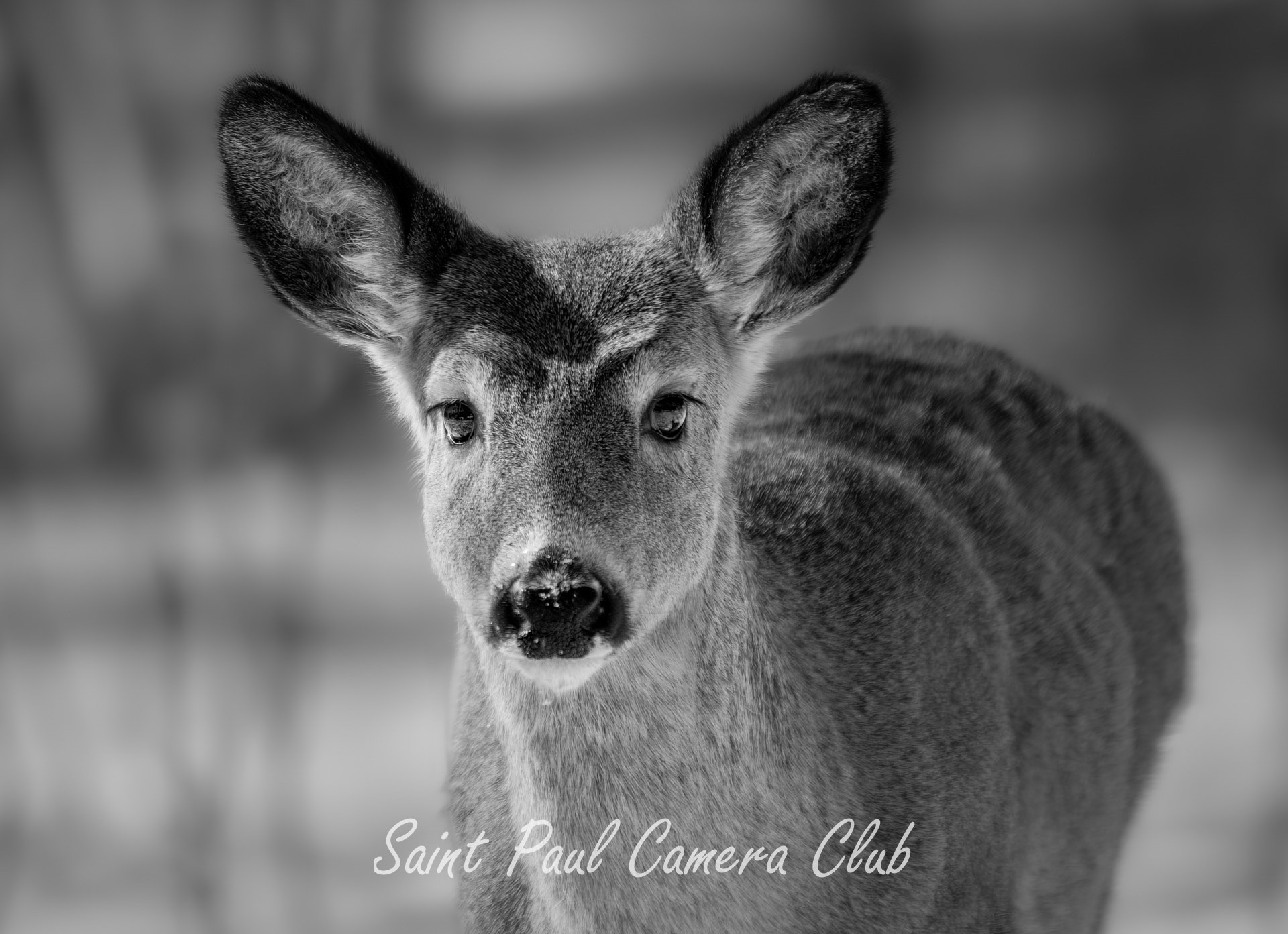 “Doe Eyes” by Ken Epstein (May Monochrome Print Salon)