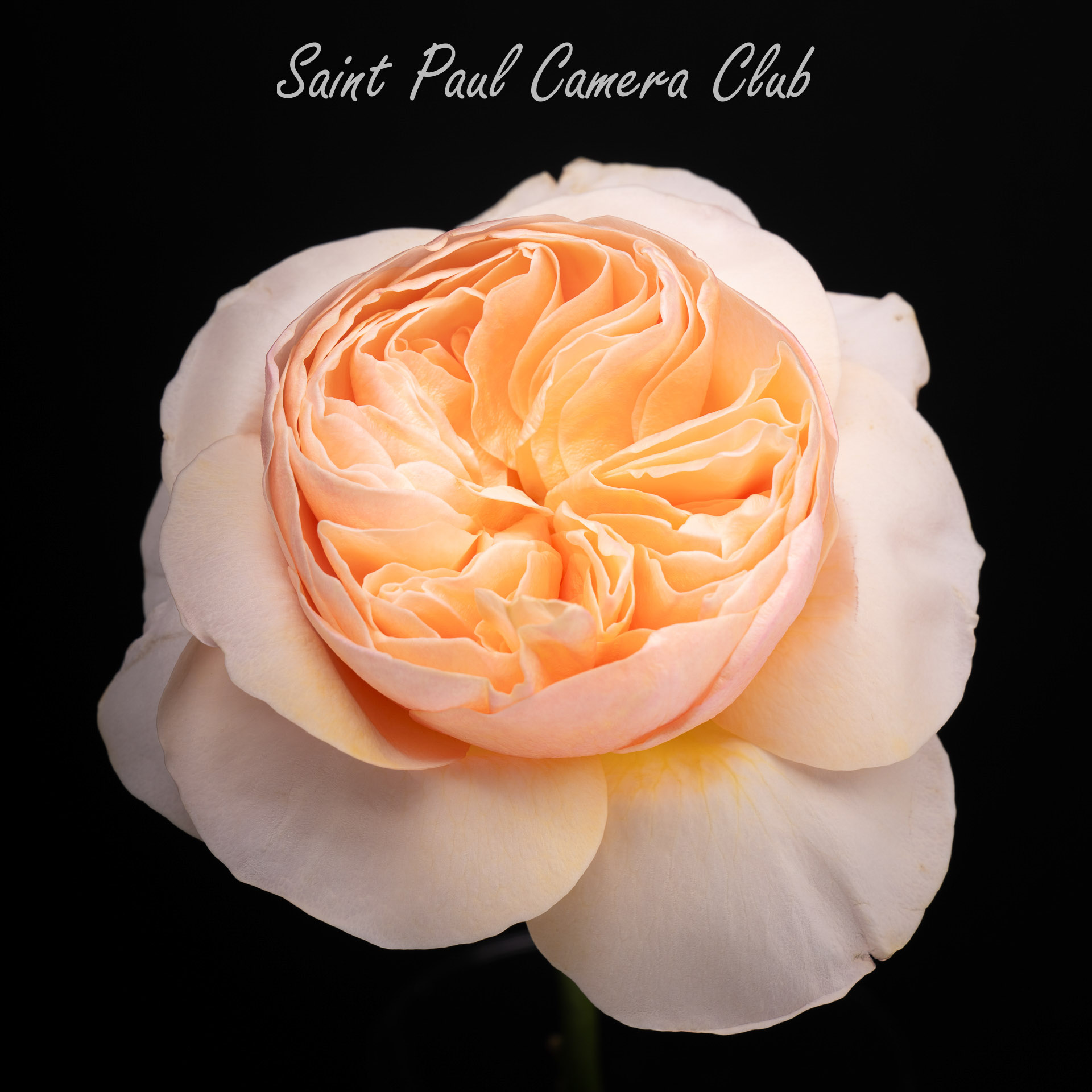 “Juliet Rose” by Carmen Au (May Digital Open Salon)