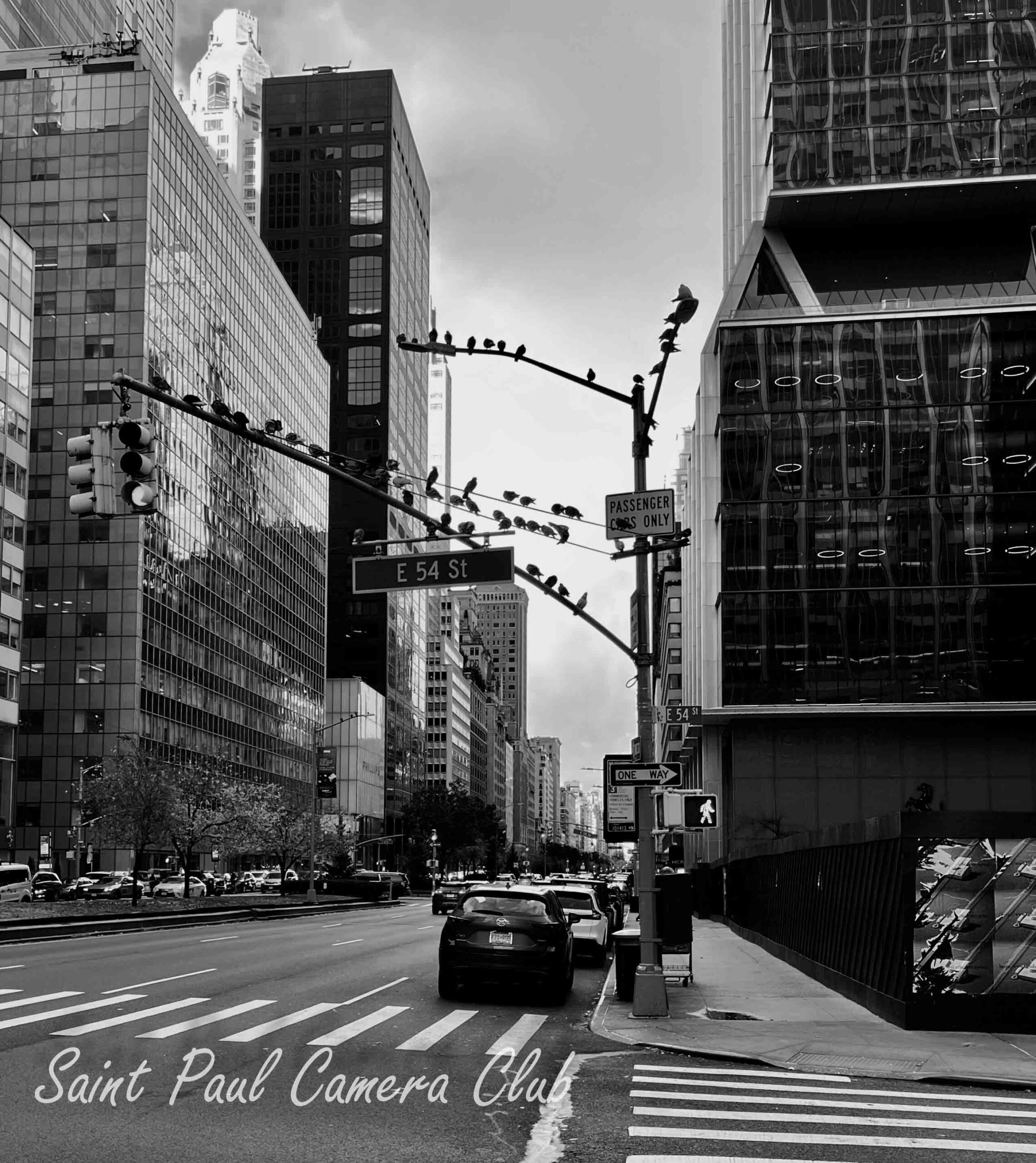 “Pigeons in NYC” by Hernan Navarette (May Digital Travel Salon)